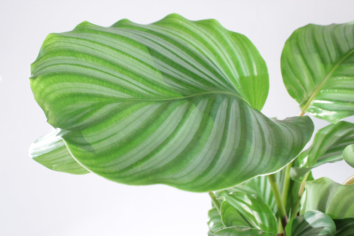 Calathea Orbifolia - Image 2