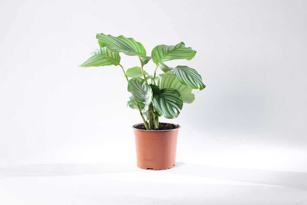 Calathea Orbifolia - Image 6