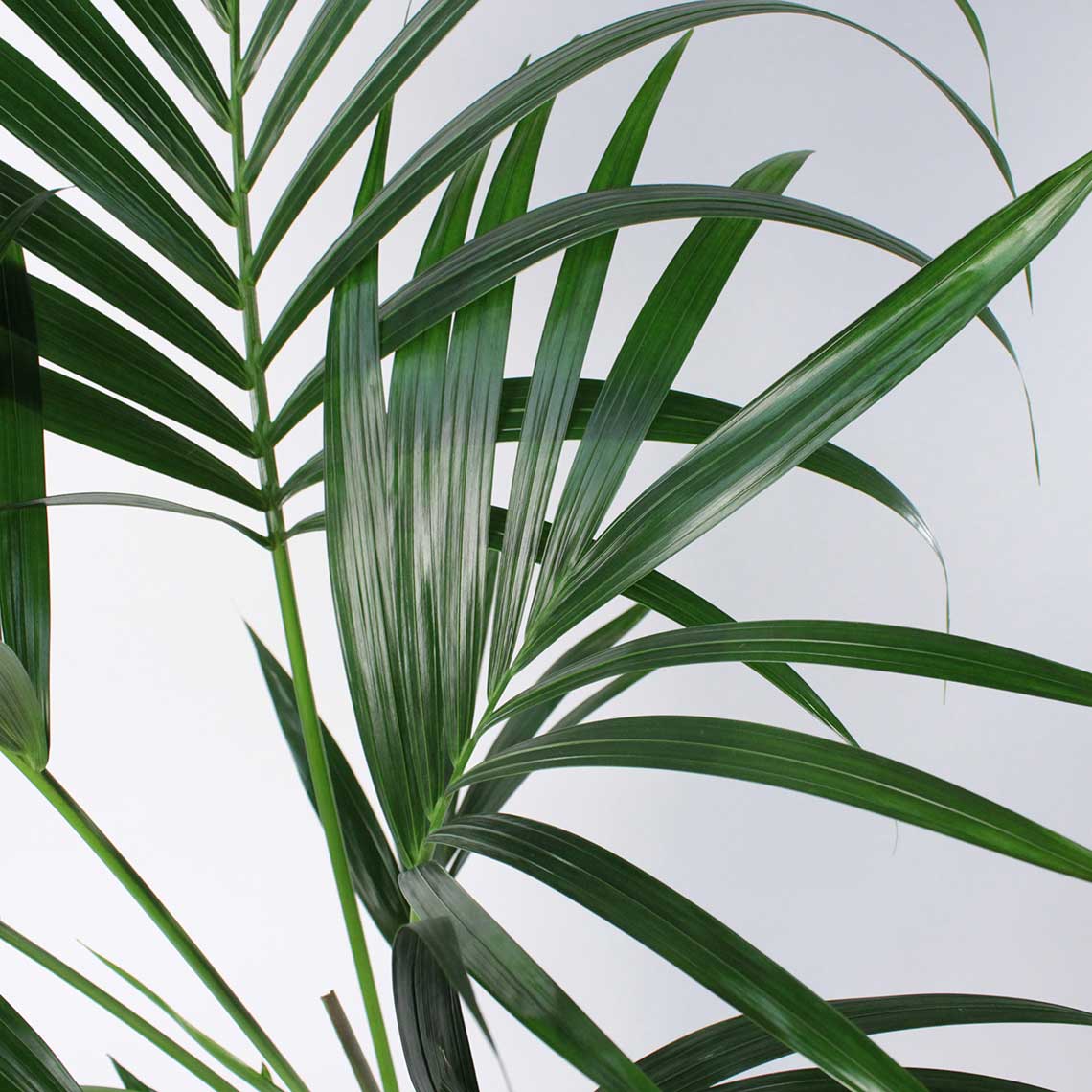Kentia Palm - Image 5