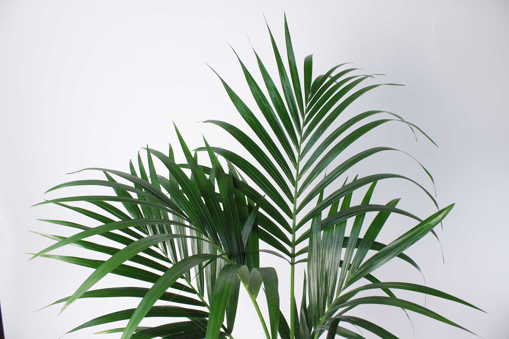 Kentia Palm - Image 4