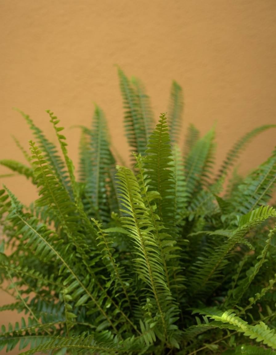 Boston Fern - Image 2