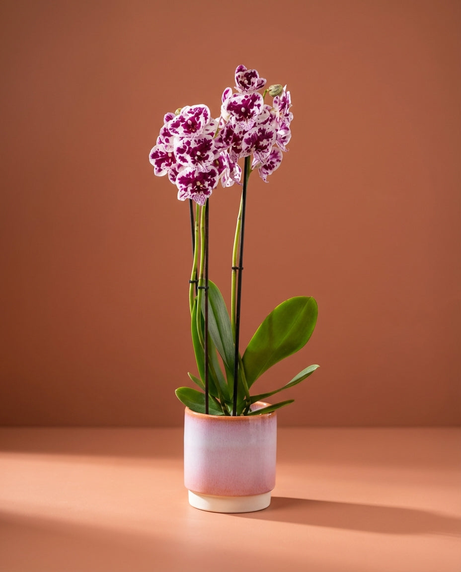 Phalaenopsis Orchid - Image 2