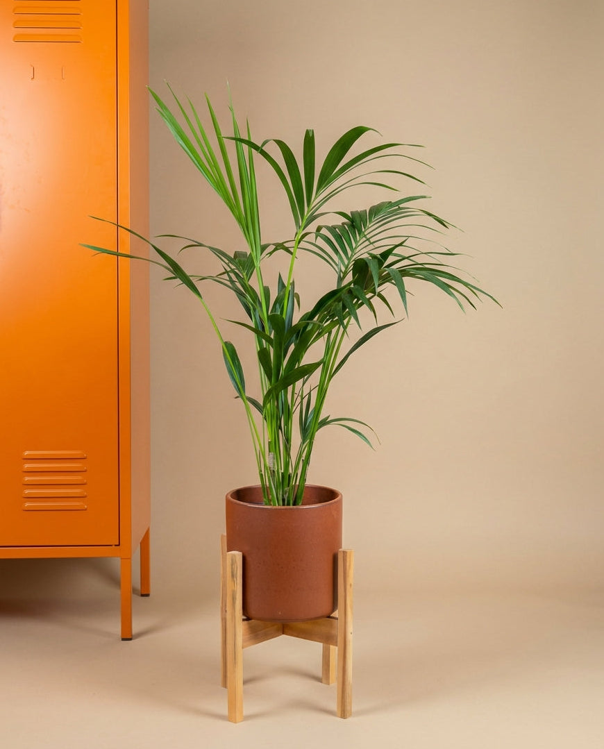 Kentia Palm - Image 2