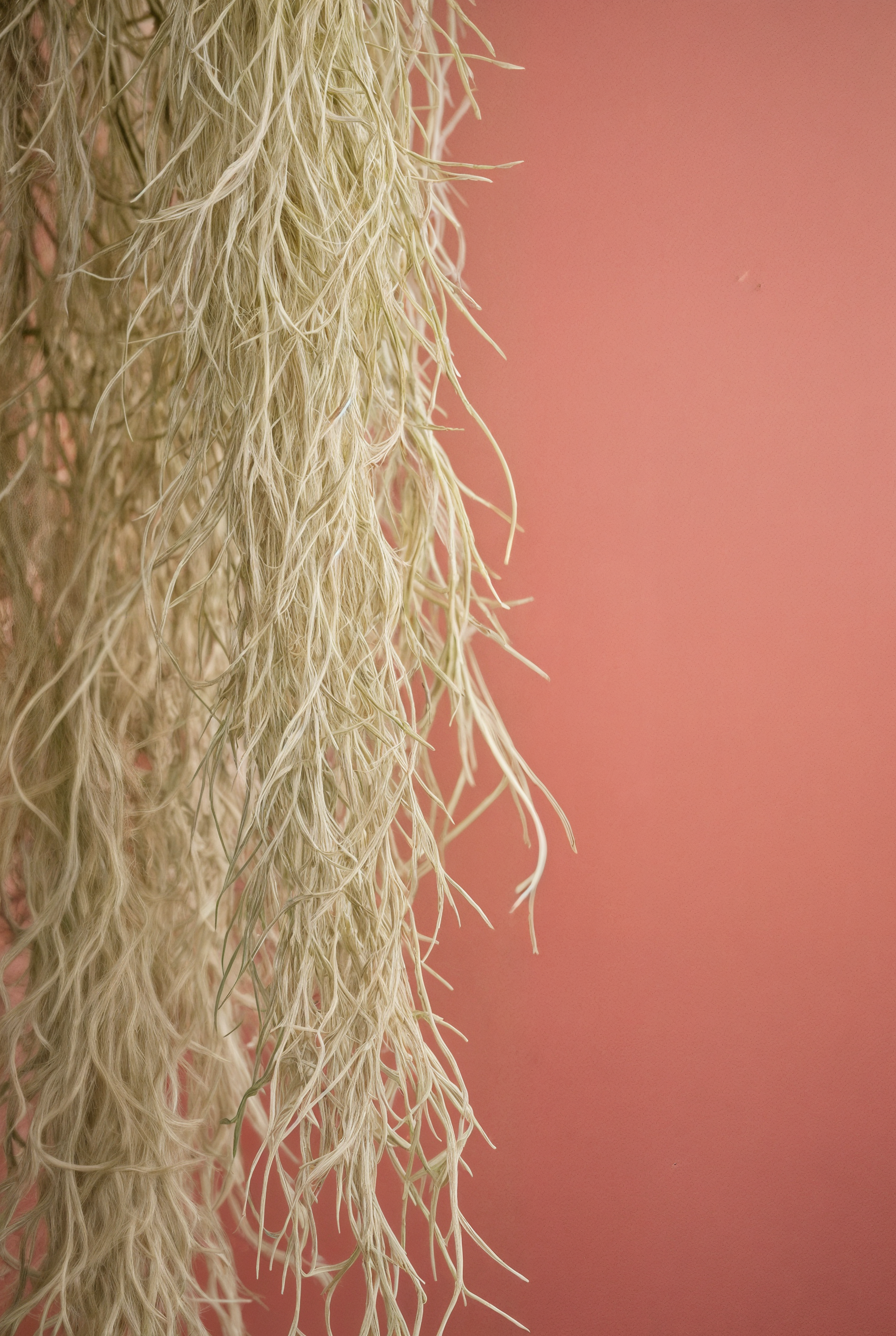 Spanish Moss - Image 4