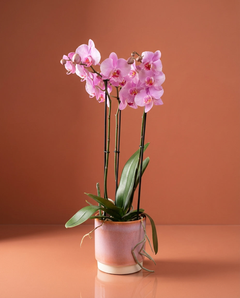Phalaenopsis Orchid - Image 4